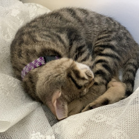 Tekir Kedi, Kedi  Bıdı fotoğrafı