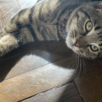 Tekir Kedi, Kedi  Bıdı fotoğrafı