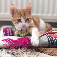 Sarman, Kedi  Kraker fotoğrafı