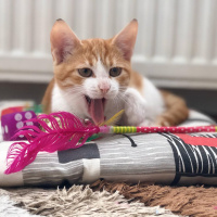 Sarman, Kedi  Kraker fotoğrafı