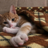 Sarman, Kedi  Kraker fotoğrafı