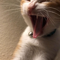 Sarman, Kedi  Kraker fotoğrafı