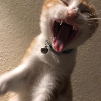 Sarman, Kedi  Kraker fotoğrafı