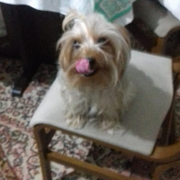 Yorkshire Terrier, Köpek  Hanry fotoğrafı