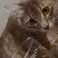 Tekir Kedi, Kedi  PİKA fotoğrafı