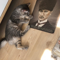 Tekir Kedi, Kedi  PİKA fotoğrafı