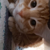 Sarman, Kedi  Tarçın fotoğrafı