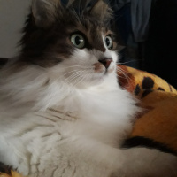 Maine Coon, Kedi  Meraklı fotoğrafı