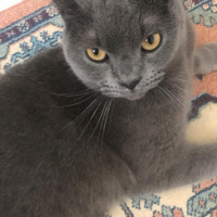 British Shorthair, Kedi  Maya fotoğrafı
