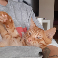 Sarman, Kedi  Alex fotoğrafı