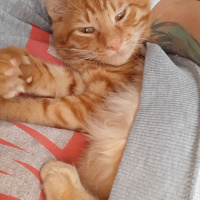 Sarman, Kedi  Alex fotoğrafı