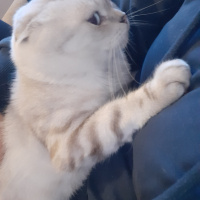 Scottish Fold, Kedi  Paşa fotoğrafı