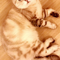 Scottish Fold, Kedi  Paşa fotoğrafı