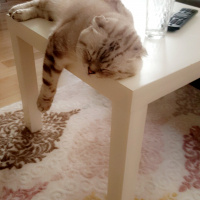 Scottish Fold, Kedi  Paşa fotoğrafı