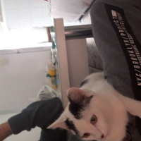 Tekir Kedi, Kedi  paşa fotoğrafı