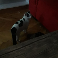 Tekir Kedi, Kedi  paşa fotoğrafı