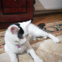 Tekir Kedi, Kedi  Pamuk fotoğrafı