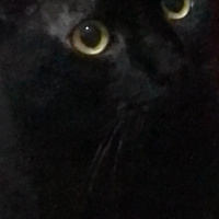 Bombay, Kedi  Gece fotoğrafı