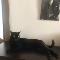 Bombay, Kedi  Gece fotoğrafı