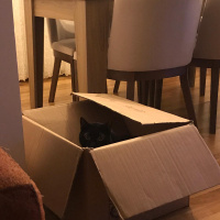 Bombay, Kedi  Gece fotoğrafı