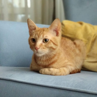 Sarman, Kedi  YUMAG fotoğrafı