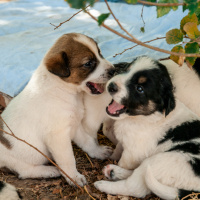 Labrador Retriever, Köpek  güzel yavrular bir ev arıyor fotoğrafı
