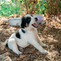 Labrador Retriever, Köpek  güzel yavrular bir ev arıyor fotoğrafı