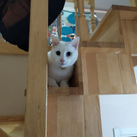 Van Kedisi, Kedi  Ares fotoğrafı
