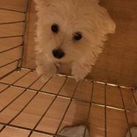 Maltese, Köpek  Charlie fotoğrafı