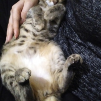 Tekir Kedi, Kedi  Jolie fotoğrafı