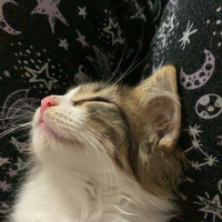 Tekir Kedi, Kedi  Güzide fotoğrafı