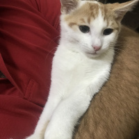 Tekir Kedi, Kedi  Carlos fotoğrafı