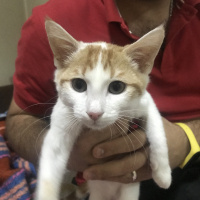 Tekir Kedi, Kedi  Carlos fotoğrafı