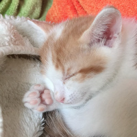 Tekir Kedi, Kedi  Carlos fotoğrafı