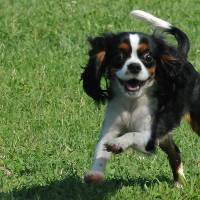 Cavalier King Charles Spanieli, Köpek  Tuya fotoğrafı