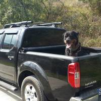 Rottweiler, Köpek  Vest fotoğrafı