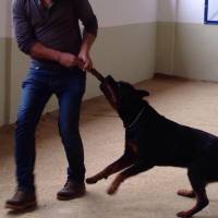 Rottweiler, Köpek  Vest fotoğrafı