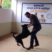 Rottweiler, Köpek  Vest fotoğrafı