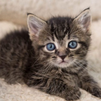 Tekir Kedi, Kedi  GÜÇLÜ fotoğrafı