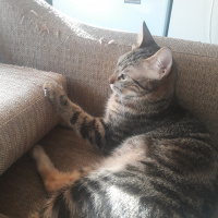 Tekir Kedi, Kedi  Pisi fotoğrafı