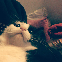 Tuxedo (Smokin) Kedi, Kedi  Artemis fotoğrafı