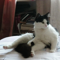 Tuxedo (Smokin) Kedi, Kedi  Artemis fotoğrafı