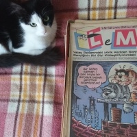 Tuxedo (Smokin) Kedi, Kedi  Artemis fotoğrafı