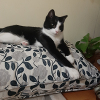 Tuxedo (Smokin) Kedi, Kedi  Kömür fotoğrafı
