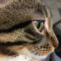 Tekir Kedi, Kedi  Afacan fotoğrafı