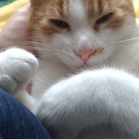 Sarman, Kedi  Perseus fotoğrafı
