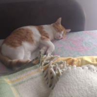 Sarman, Kedi  Perseus fotoğrafı