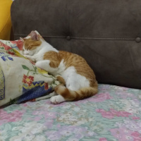 Sarman, Kedi  Perseus fotoğrafı