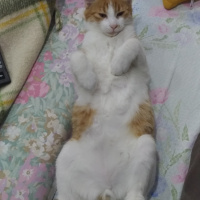 Sarman, Kedi  Perseus fotoğrafı