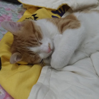 Sarman, Kedi  Perseus fotoğrafı
